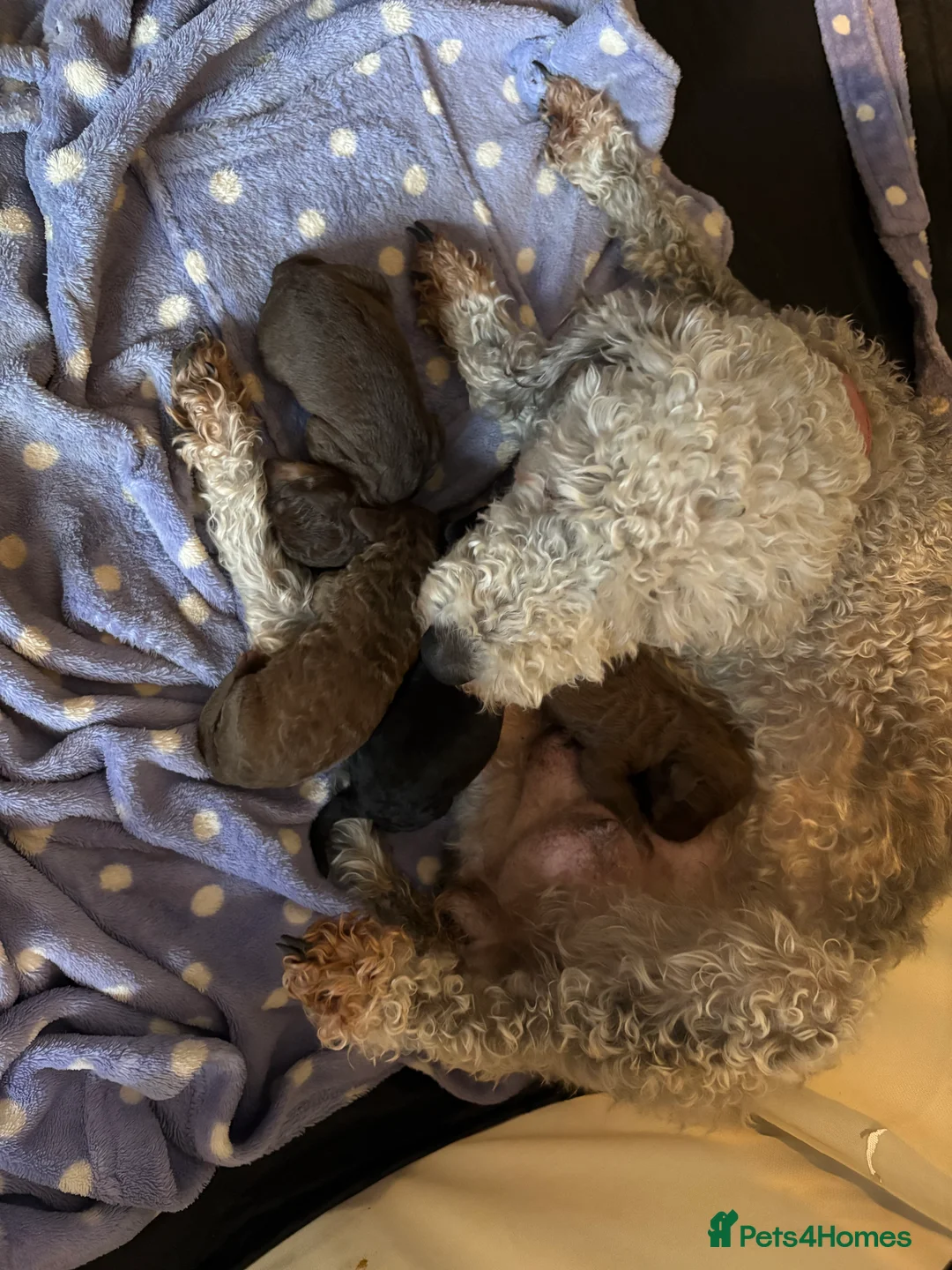 Bedlington Terrier dogs for sale: Bedlington puppies - Advert 1