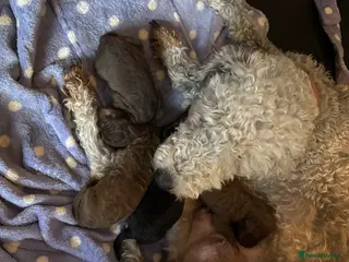 Bedlington Terrier dogs Bedlington puppies - Advert 1