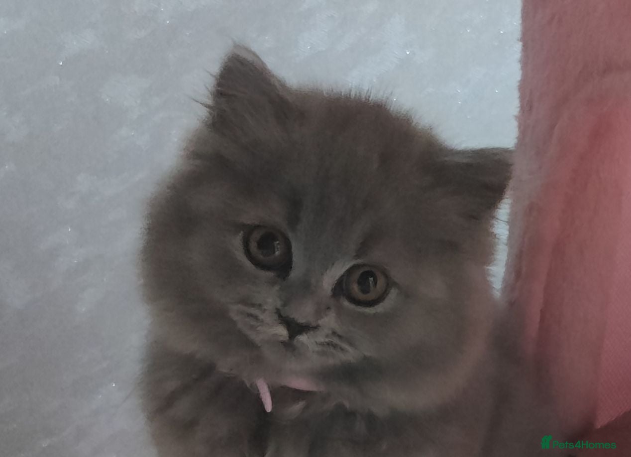 Russian Blue cats Russian Blue kittens 8 weeks old 2 boys 2 girls - Advert 1