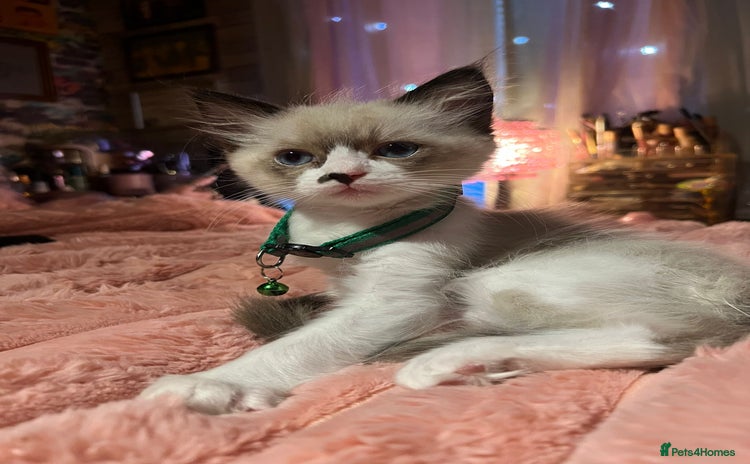 Ragdoll cats - Advert 3