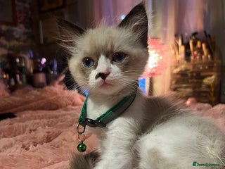 Ragdoll cats - Advert 12