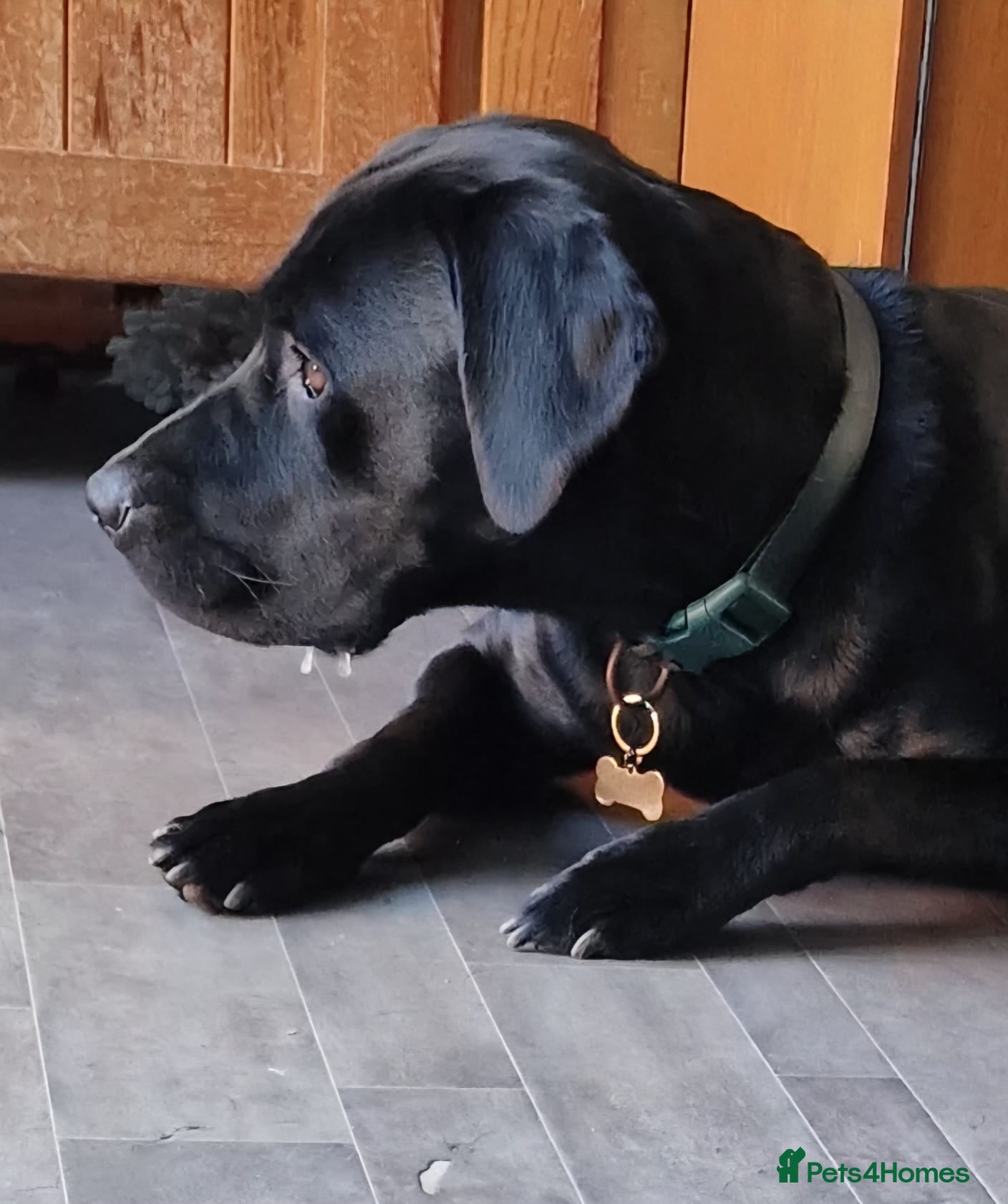 Labrador Retriever dogs Lunah black lab 4 years old  - Advert 15