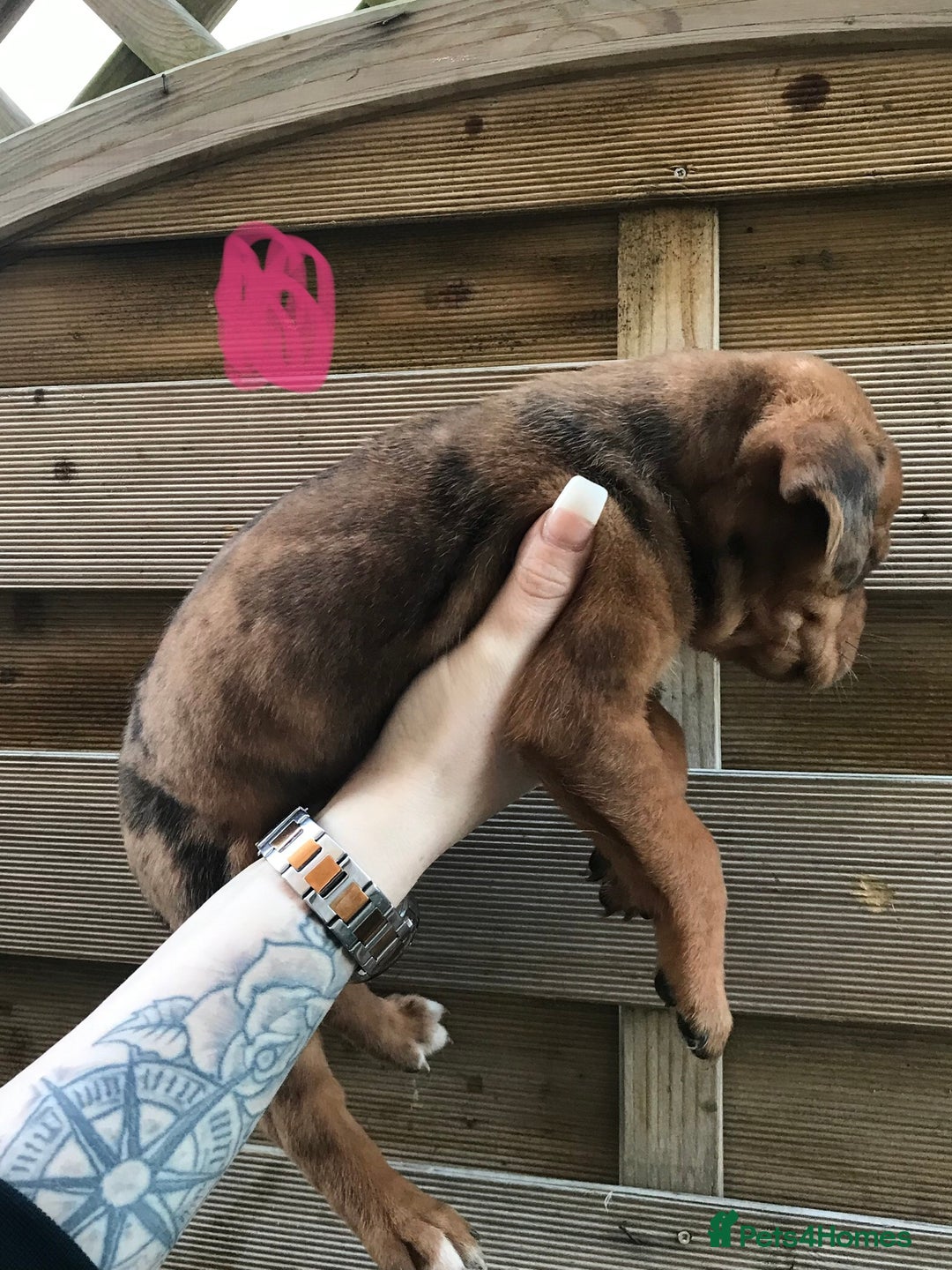 Mixed Breed dogs for sale: Bullweiller pups Merle  - Advert 3