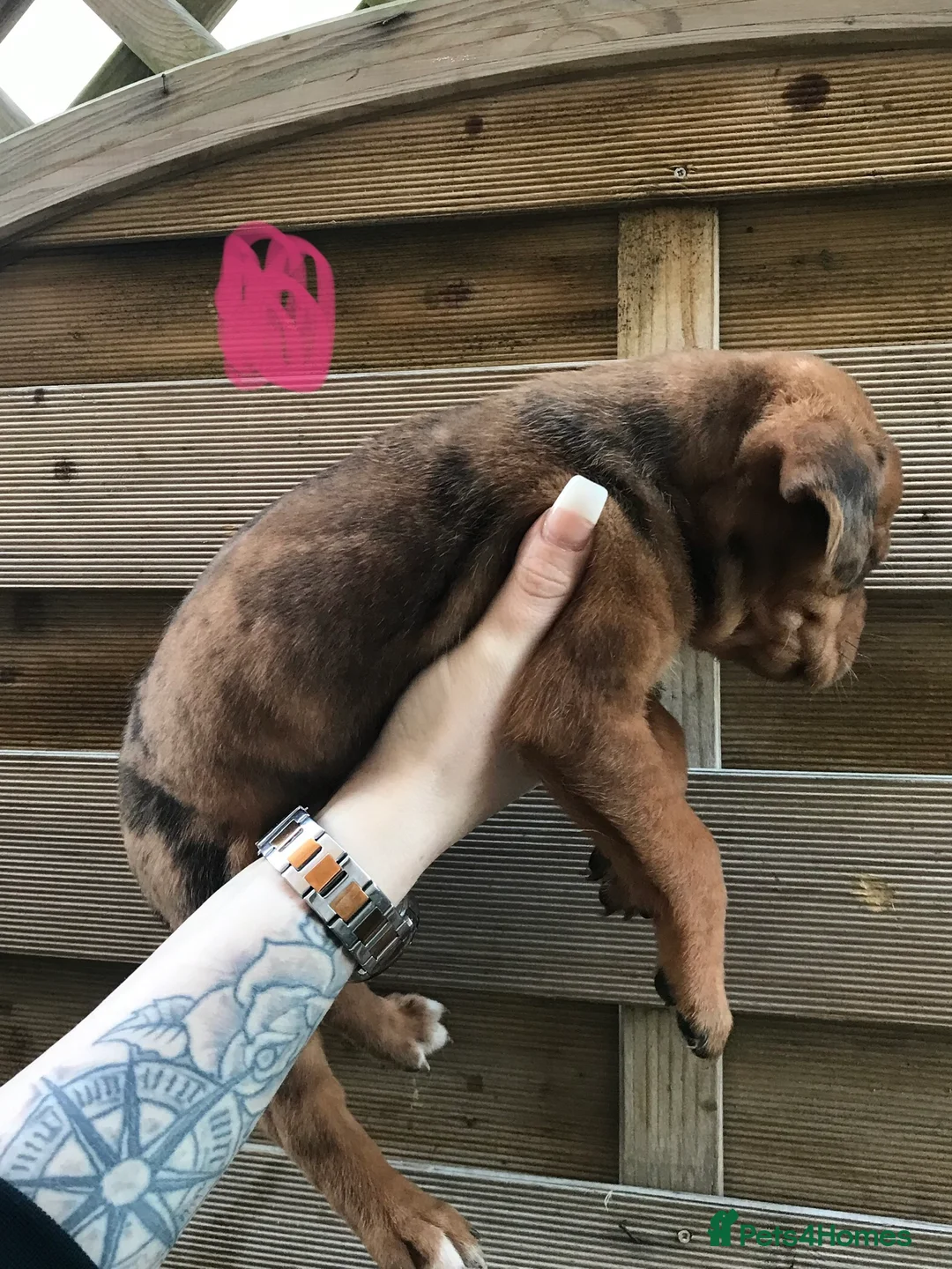 Mixed Breed dogs for sale: Bullweiller pups Merle  - Advert 3