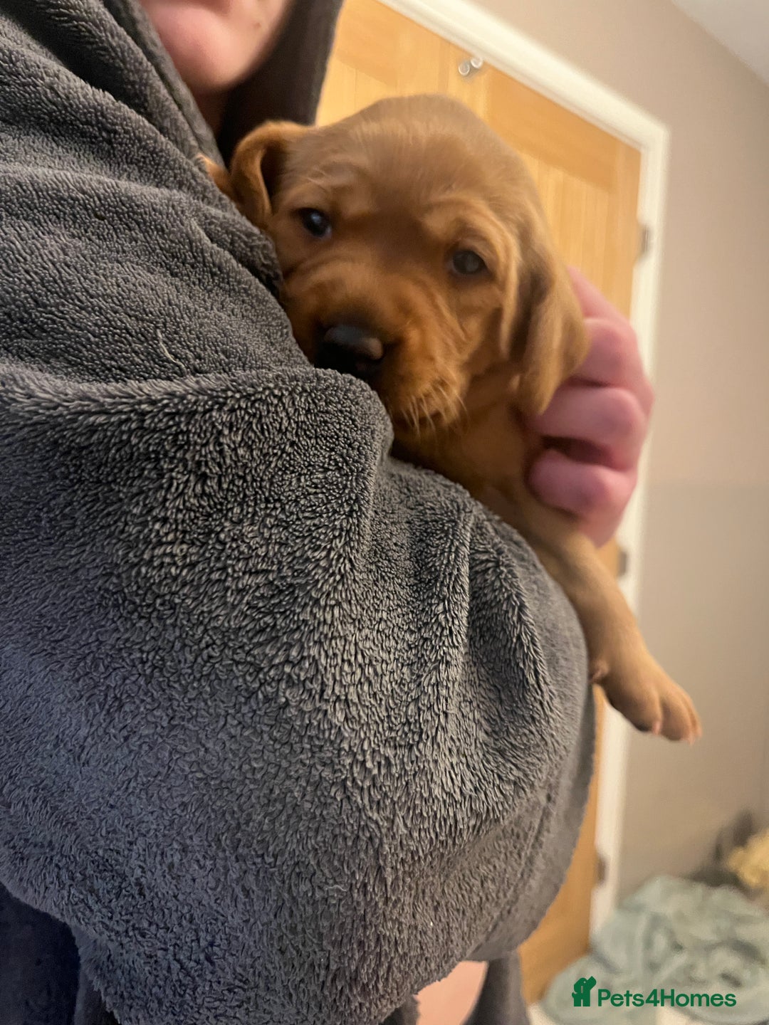 Labrador Retriever dogs for sale: KC Fox Red labradors - Advert 18