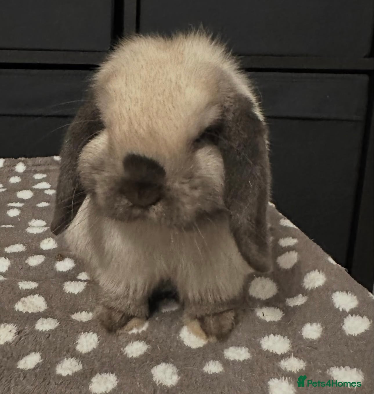 Mini Lop rabbits Vaccinated Purebred Minilop - Advert 5