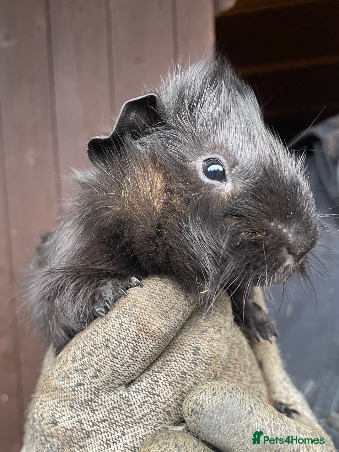 Guinea Pig rodents for sale: Beautiful Baby Guinea Pigs - Advert 9