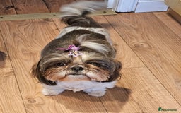 Shih Tzu dogs for sale: Shih tzu puppies - purebreed - licenced breeder  - Image 11