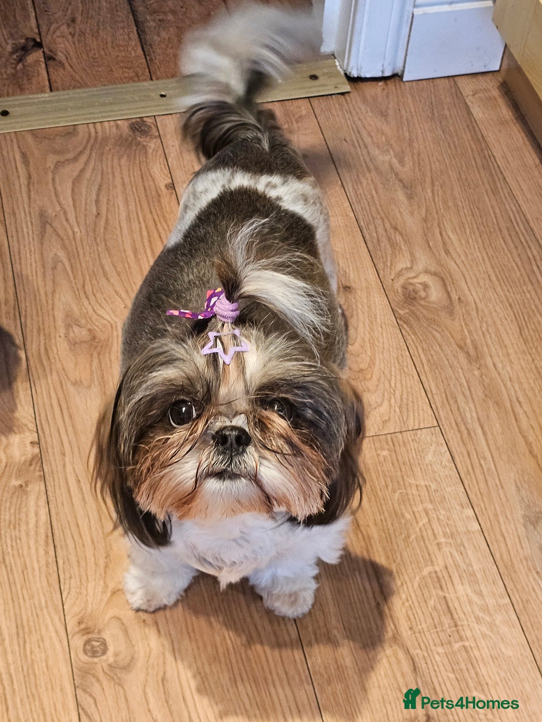 Shih Tzu dogs for sale: Shih tzu puppies - purebreed - licenced breeder  - Image 11