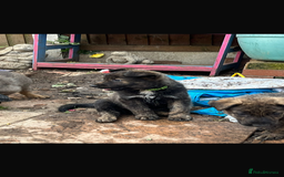 Mixed Breed dogs for sale: German Shepard X Dutch Herder Puppies - Image 14