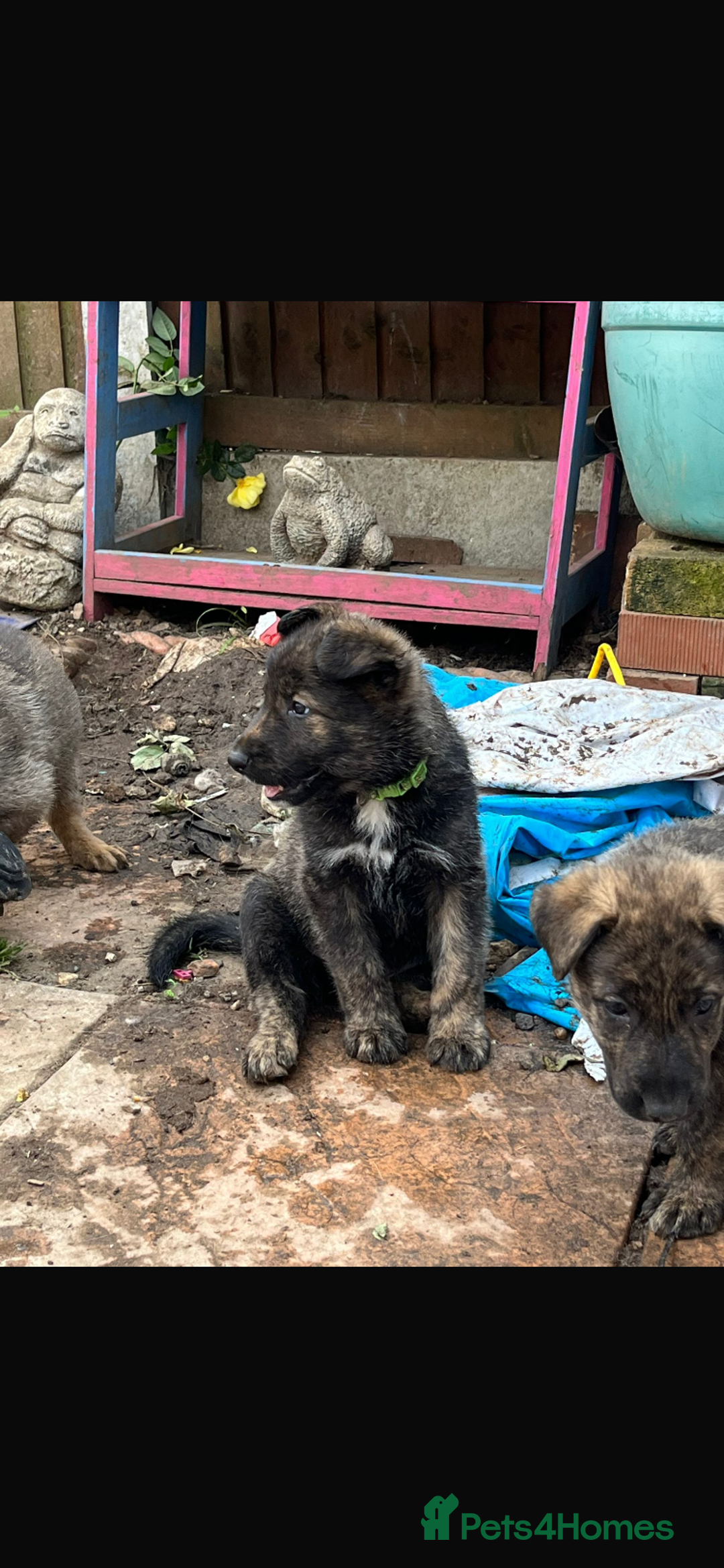 Mixed Breed dogs for sale: German Shepard X Dutch Herder Puppies - Image 14