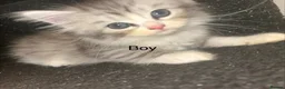Persian cats for sale: 3 Stunning Kittens  - Advert 1