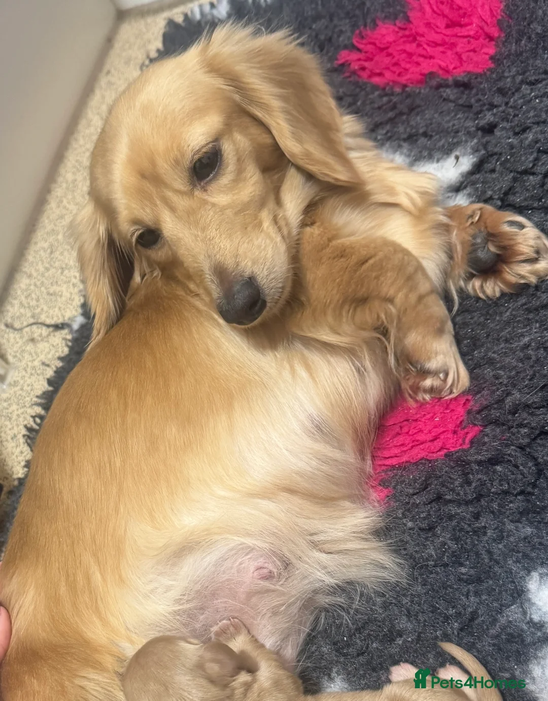 Miniature Dachshund dogs for sale: Miniature long haired cream dachshund puppies  - Advert 3
