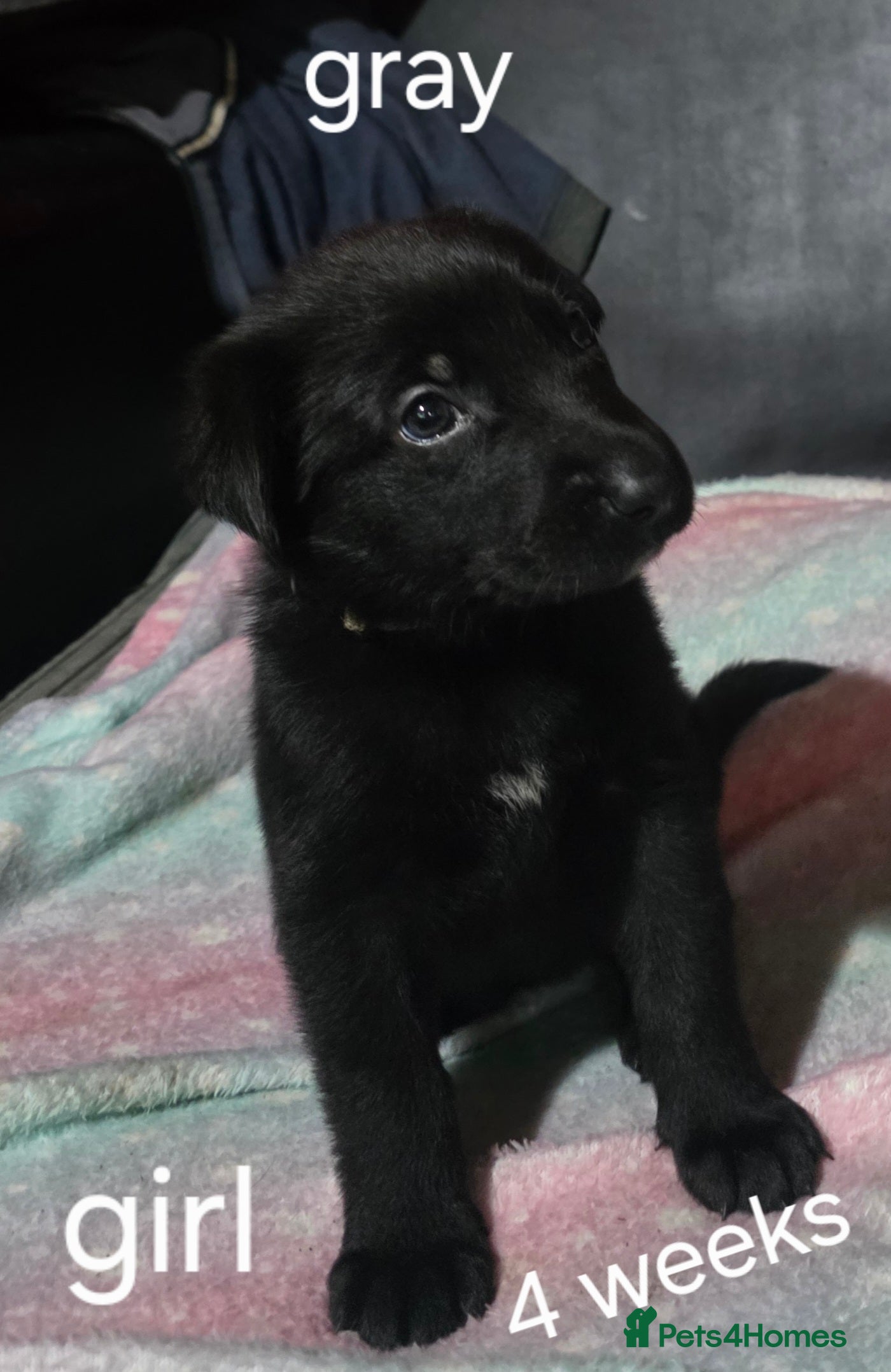 German Shepherd dogs Black german shepherds  - Advert 16