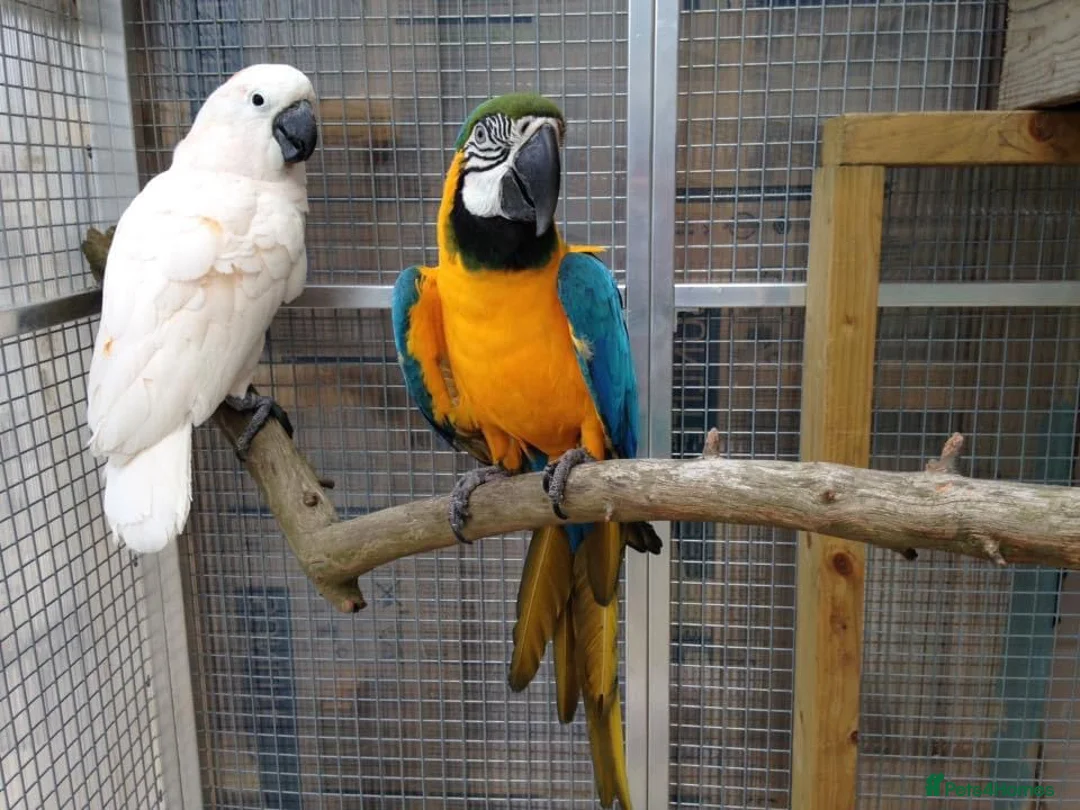 Cockatoo birds for sale: Macaw and Mollucan Cockatoo - Advert 2