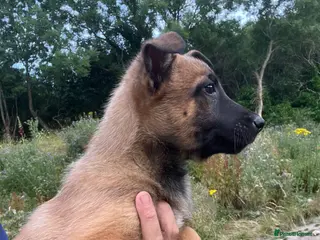 Belgian Shepherd Dog dogs Confident Mali Pups ** ‼️ - Advert 4