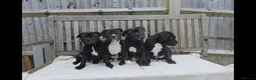 Staffordshire Bull Terrier dogs for sale: 🥰 All babies SOLD 🥰 - Advert 8