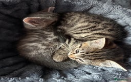 Mixed Breed cats for sale: 2 female kittens  - Image 7