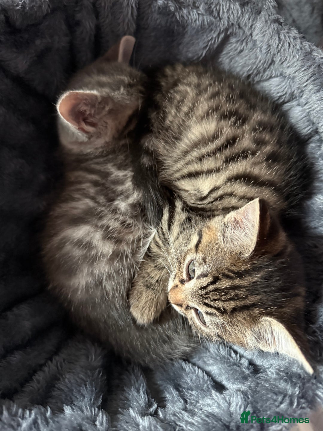 Mixed Breed cats for sale: 2 female kittens  - Image 7