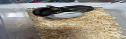 Hamster rodents for sale: Baby Winter White Russians from our show stock - Advert 6