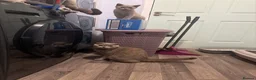 British Shorthair cats for sale: Kitten  - Advert 3