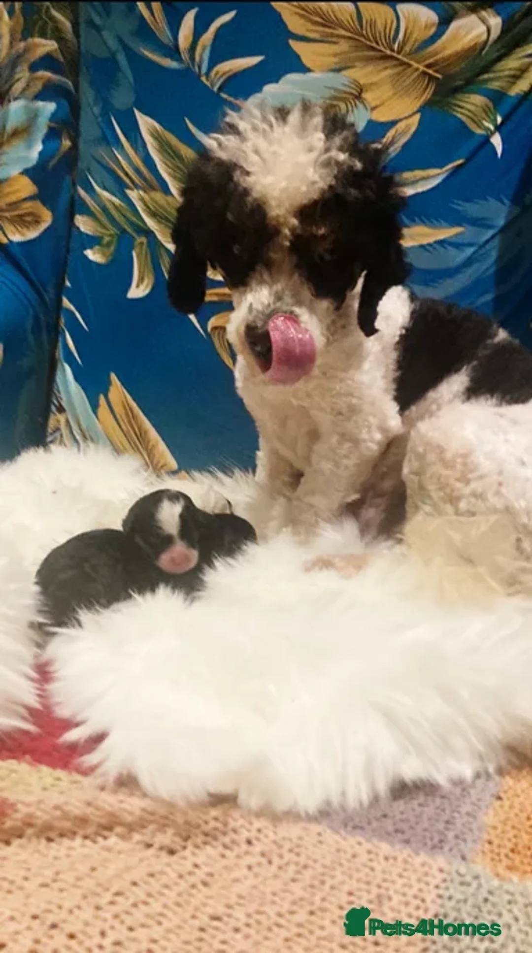 Cavapoo dogs for sale: Tricolour cavapoo female 🐾 - Advert 3