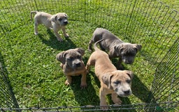 Cane Corso dogs for sale: Cane corso  MALES FULLY VACCINATED  in Dereham - Image 13