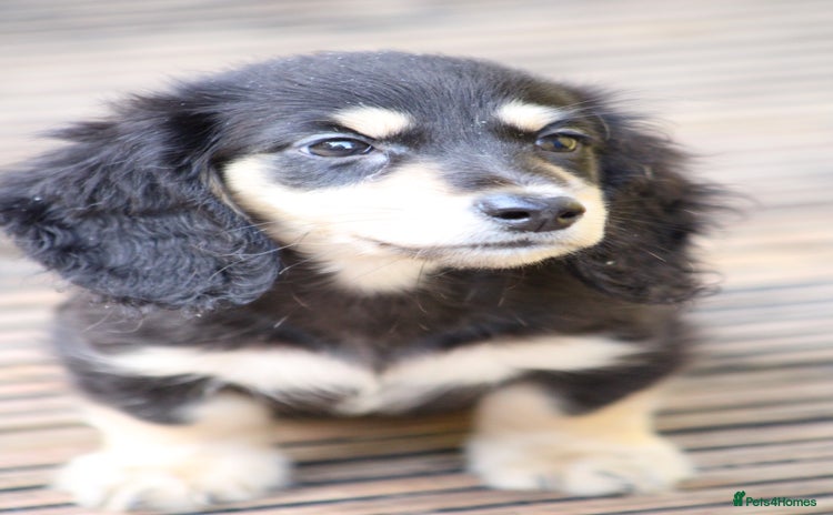 Miniature Dachshund dogs - Advert 5