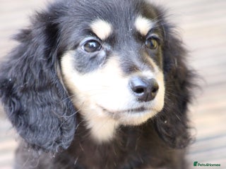 Miniature Dachshund dogs - Advert 4