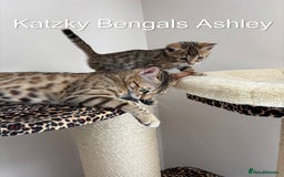 Bengal cats for sale: 😻Tica Best Bengal UK sired Kittens 🏆 🐾 🐱  - Image 13