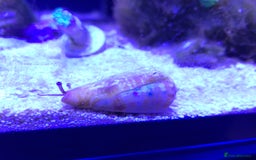 Other/Mixed Breed fish for sale: Saltwater fish - Image 6