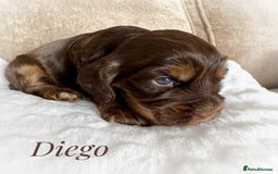 Cocker Spaniel dogs for sale: KC reg chocolate show cocker spaniel puppies  - Image 5