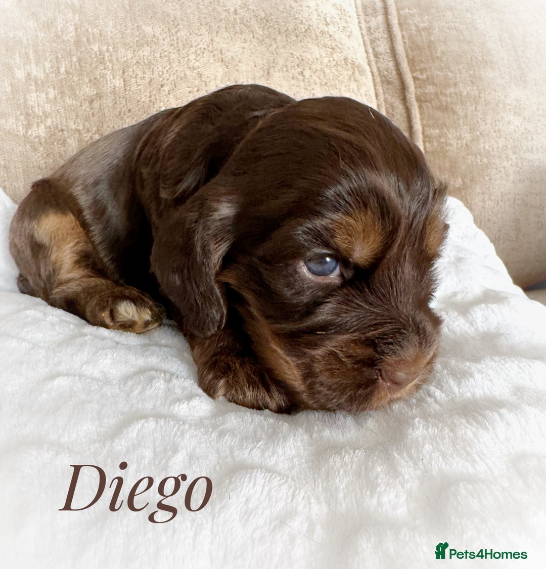 Cocker Spaniel dogs for sale: KC reg chocolate show cocker spaniel puppies  - Image 5