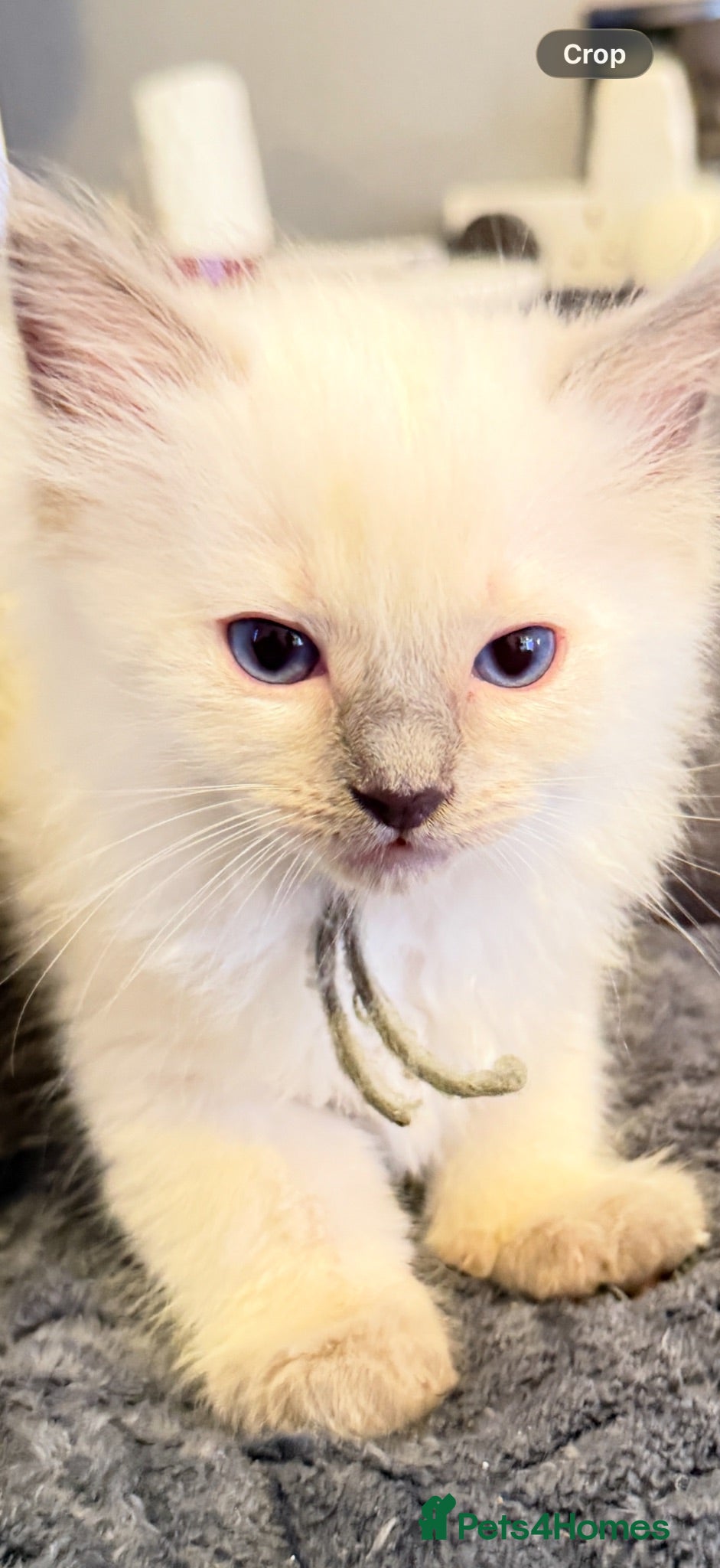 Ragdoll cats *** Only 3 male Pure Ragdoll Kittens Left*** - Advert 11