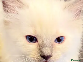 Ragdoll cats *** Only 3 male Pure Ragdoll Kittens Left*** - Advert 11