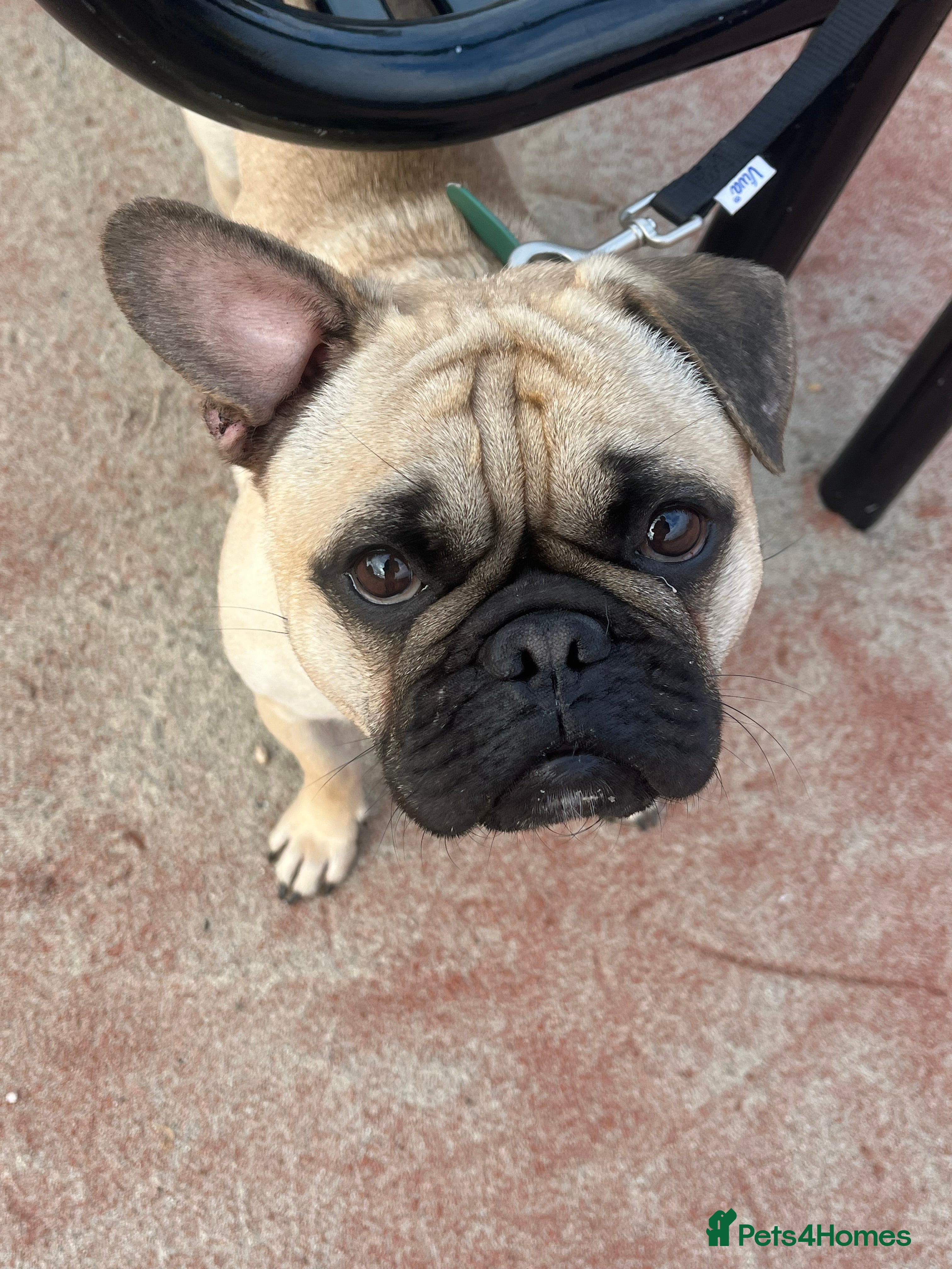 Frug dogs Frug for sale  - Advert 10