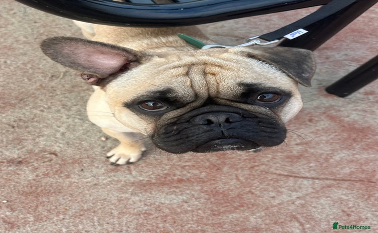 Frug dogs - Advert 1