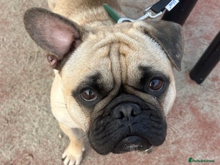 Frug dogs Frug for sale - Advert 11