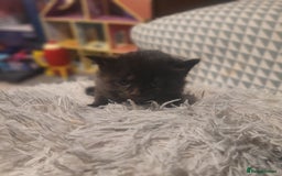 British Shorthair cats for sale: Beautiful kittens for sale - Image 6