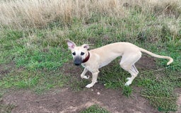 Whippet dogs for sale: 💛 Beautiful Whippet Puppy for His Forever Home ❤️ - Image 12