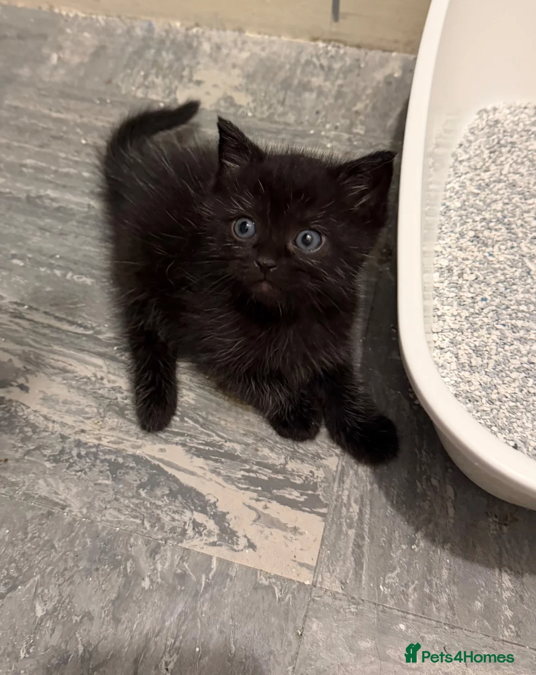 Mixed Breed cats for sale: ✨ Ragdoll x British Shorthair Kittens ✨ - Advert 2