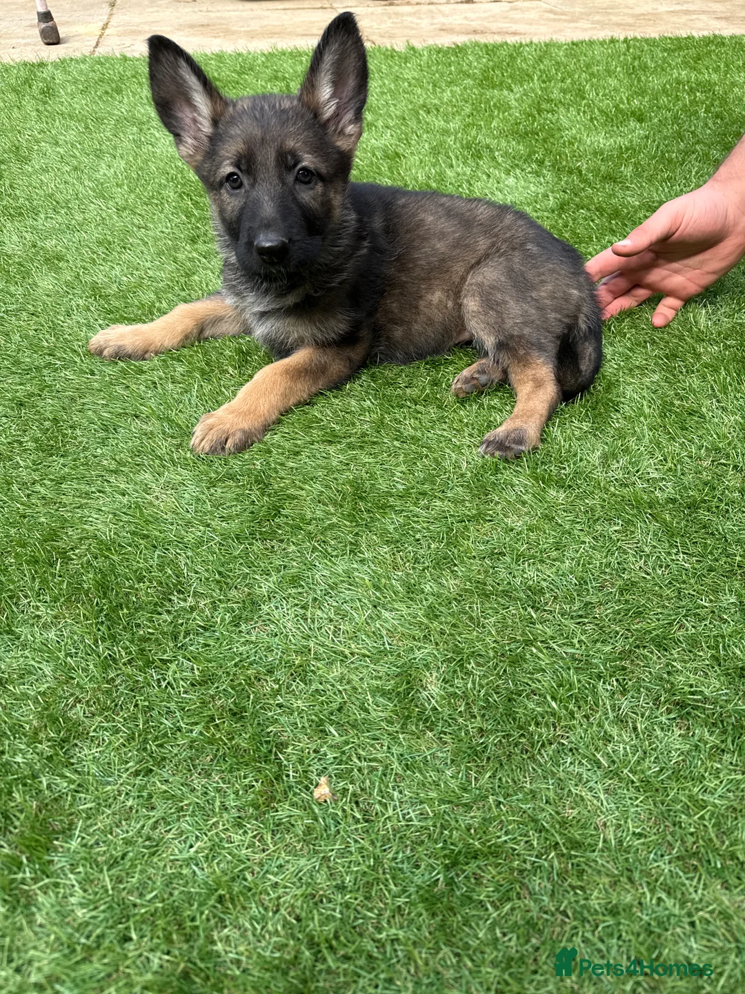 German Shepherd dogs for sale: German shepherd pups  in Frome - Advert 2