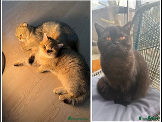 British Shorthair cats Affectionate British Shorthair females 40000 - Advert 13