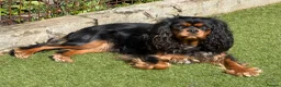 Cavalier King Charles Spaniel dogs for sale: Fully vaccinated KC Reg Black & Tan Girl  - Advert 9