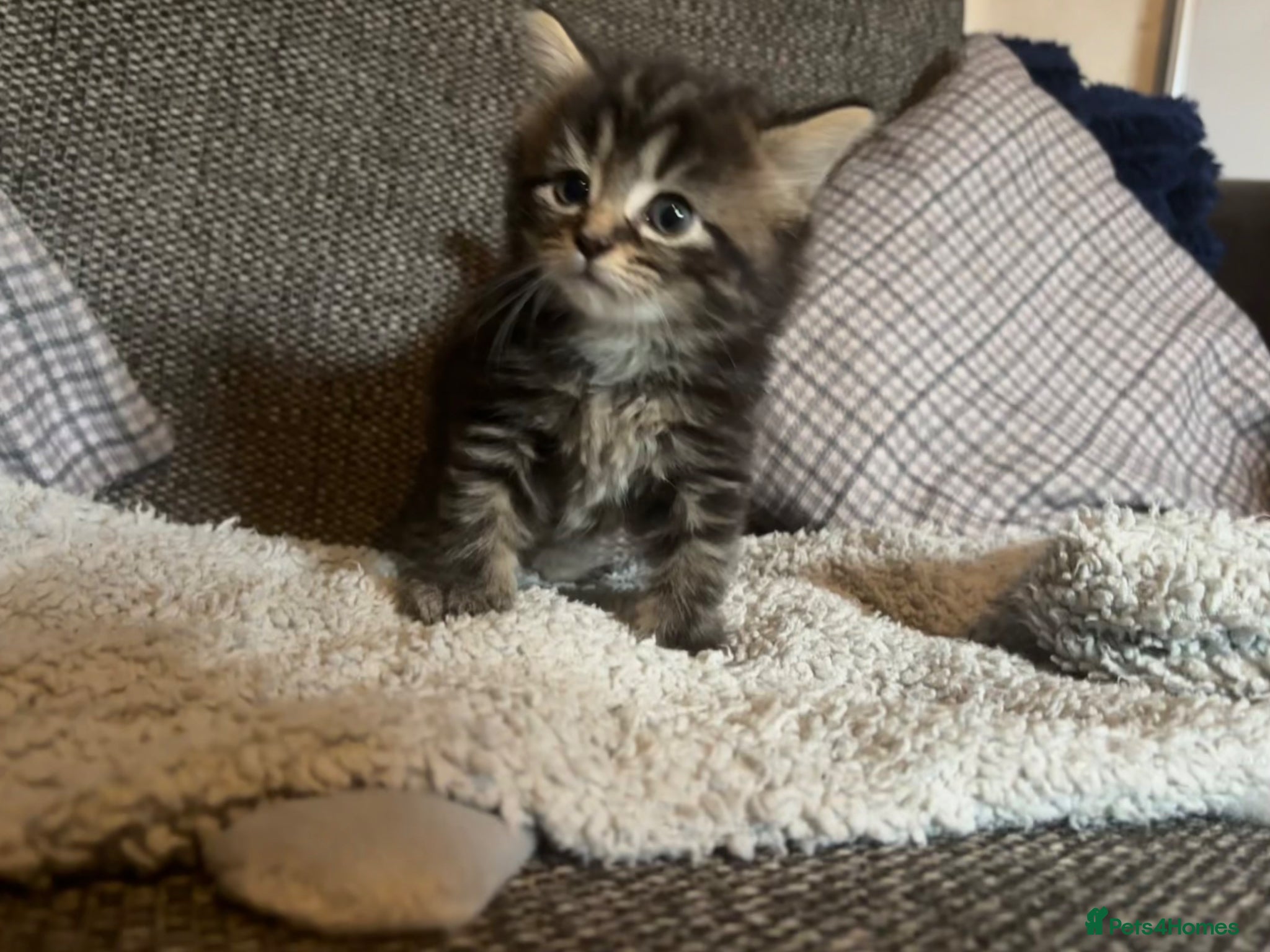 British Longhair cats for sale: Luna’s beautiful British longhair kittens 🐾🥰 in Bury Saint Edmunds - Advert 12