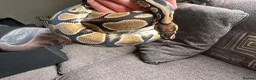 Python Snake reptiles for sale: Snakes - Advert 6