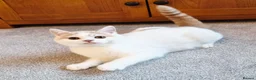 British Shorthair cats for sale: Gorgeous loving purr machines  - Advert 11