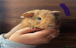 Guinea Pig rodents for sale: Gorgeous baby guinea pigs, various colours/coats  - Image 2