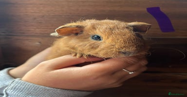 Guinea Pig rodents - Advert 1