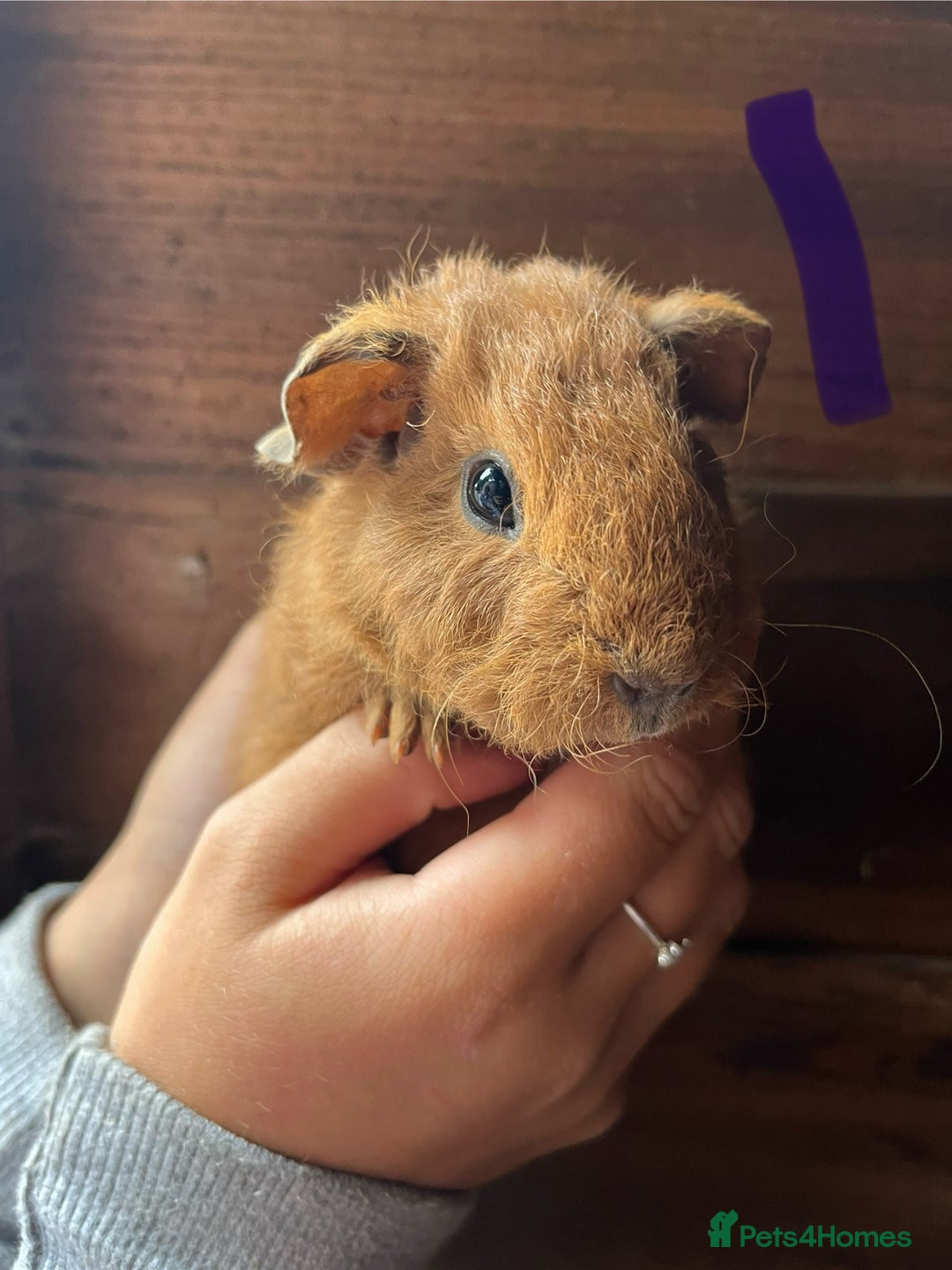 Guinea Pig rodents for sale: Gorgeous baby guinea pigs, various colours/coats  - Image 2